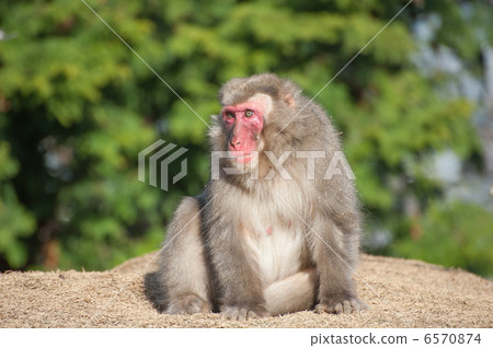 Japanese macaques Japanese macaques 6570874