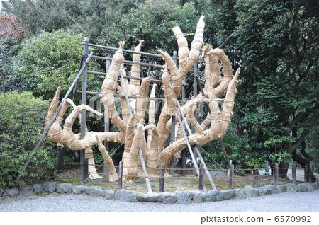 還纏繞蘇鐵 6570992