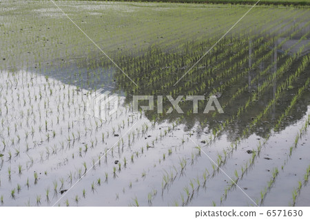 Paddy field at the time of rice planting ~ 1 6571630