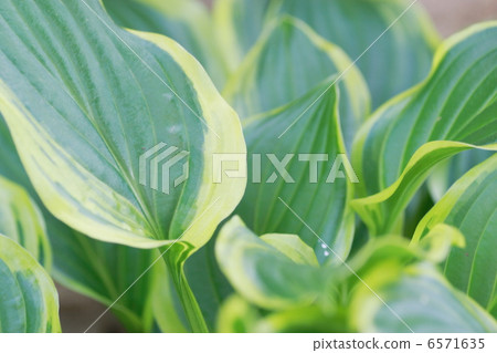 Giboshi's leaves 6571635