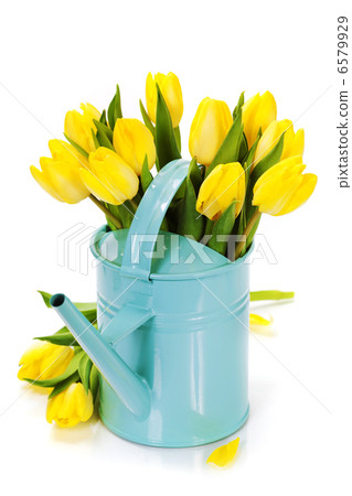 yellow tulips yellow tulips 6579929