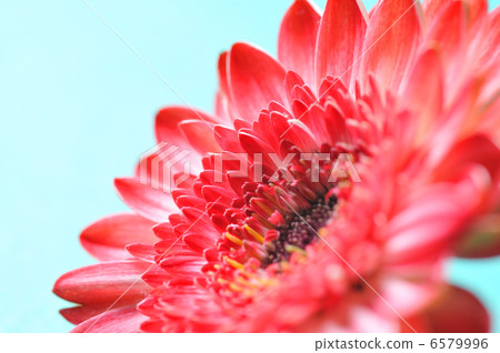 Gerbera Gerbera 6579996