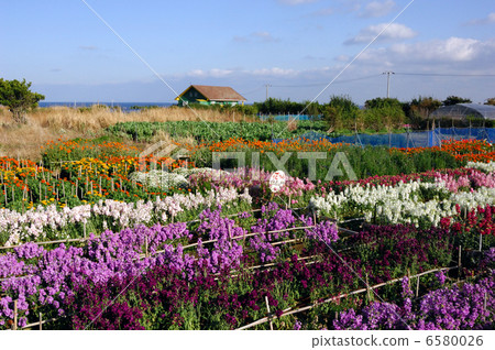 Chikura花園 6580026