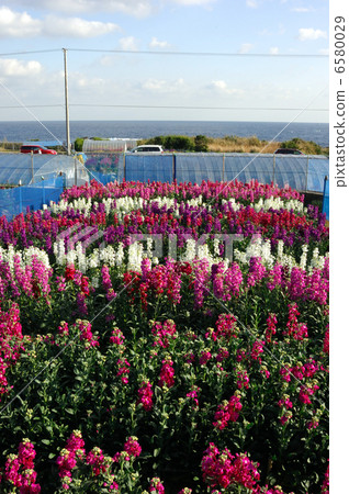 Chikura花園 Chikura花園 6580029