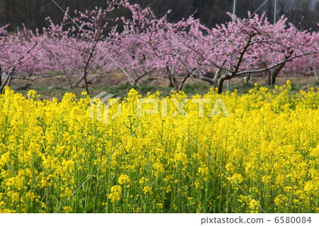 強姦鮮花和桃花 6580084