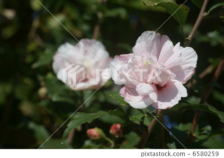 玫瑰沙龍 6580259