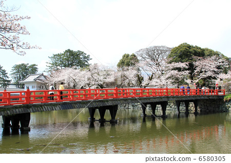 在小田原城堡廢墟公園的櫻花 6580305