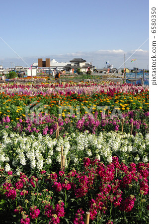 Chikura花園 Chikura花園 6580350