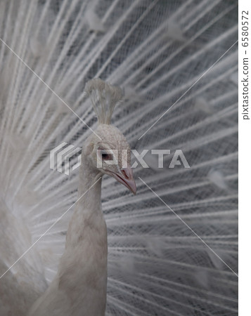 白色美麗的孔雀傳播的羽毛 6580572