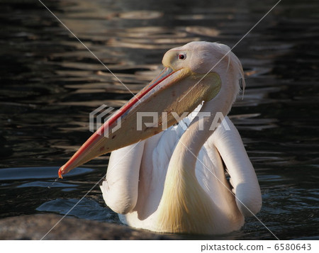 Momoiro pelicans going down the water 6580643