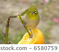 White-eye 6580759