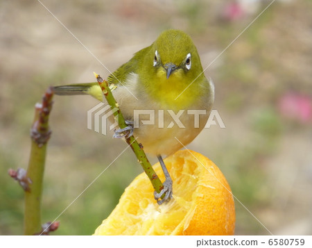 White-eye 6580759