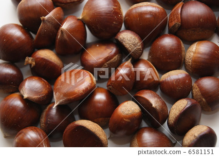 Chestnut  6581151