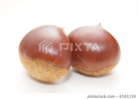 Chestnut  6581159