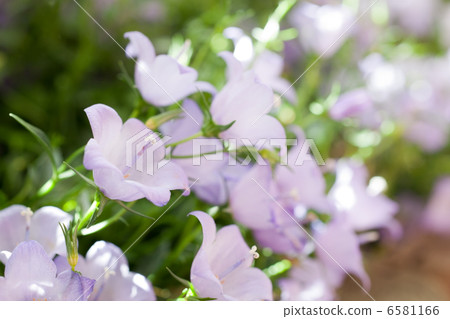 風鈴Meribel 6581166