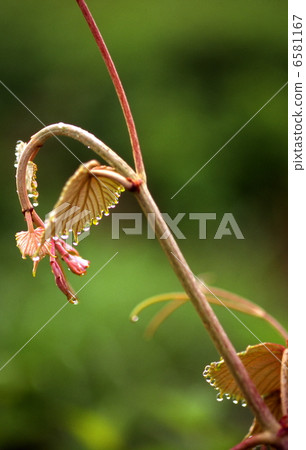 Yamabudo的萌芽 6581167