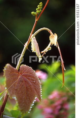 Budding of the Yamabupudo 6581187
