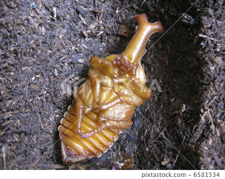甲蟲蛹 6581534