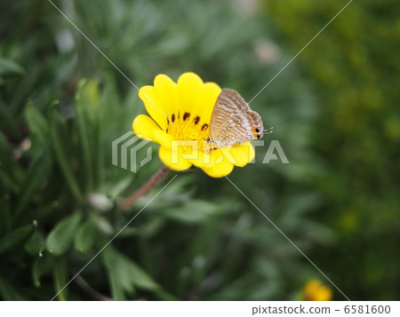 Ghazania和一隻蝴蝶 Ghazania和一隻蝴蝶 6581600