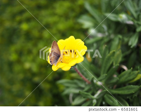 Ghazania and a butterfly Ghazania and a butterfly 6581601