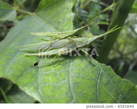 Atractomorpha lata Atractomorpha lata 6581640