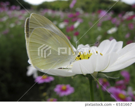 Monsieur root and cosmos Monsieur root and cosmos 6581667