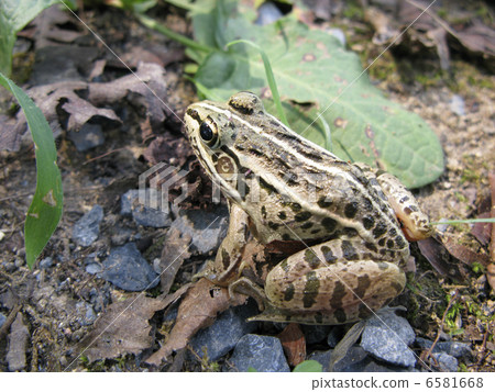 Tonosawa frog 6581668