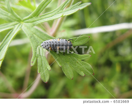 Larvae of Ladybird Tentou 6581669