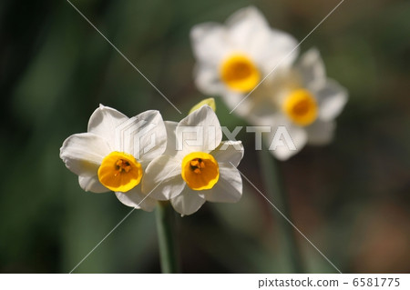 日本水仙 6581775