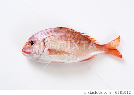 Red snapper Red snapper 6581912