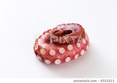 octopus octopus 6581913