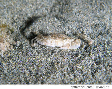 Crab under the sand Crab under the sand 6582134