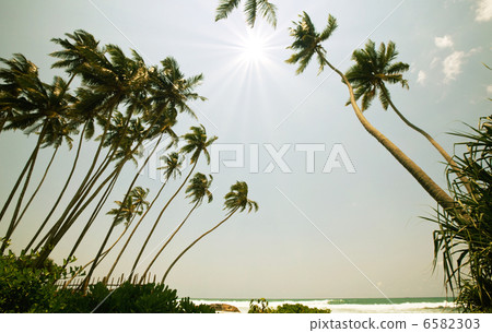 Tropical beach 6582303