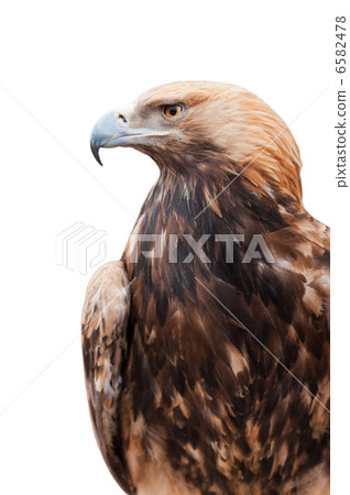 Proud Caucasian eagle Proud Caucasian eagle 6582478