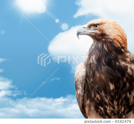 eagle on background sky 6582479