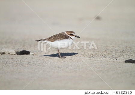 環頸鴴 環頸鴴 6582580