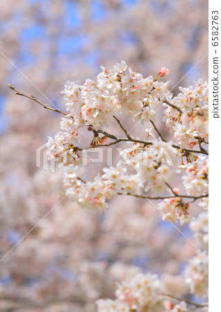 櫻花盛開 櫻花盛開 6582763