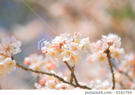 櫻花盛開 櫻花盛開 6582764