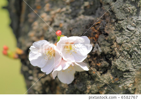 櫻花盛開 櫻花盛開 6582767