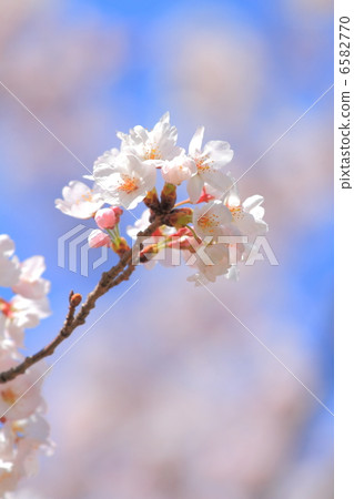 櫻花盛開 櫻花盛開 6582770