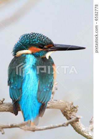A kingfisher taking a break A kingfisher taking a break 6582778