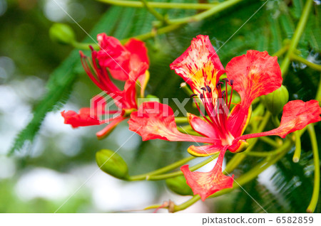 Royal · Poinciana 6582859