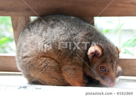 Possum baby 6582860