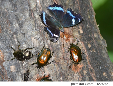 Ruritateha和Kanabun 6592832