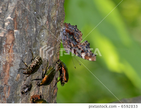 Ruritateha and Kanabun 6592833