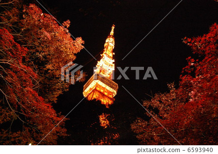 Tokyo Tower    6593940