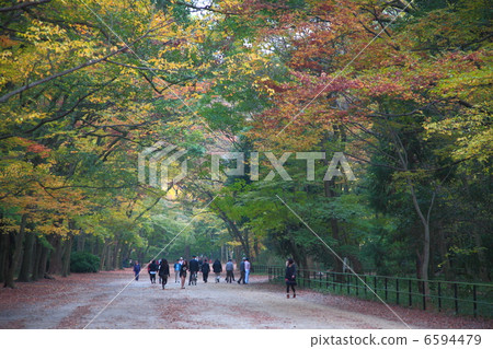 Shimogami no Mori at Shimogamo Shrine 6594479
