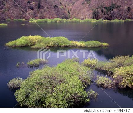 新鮮的綠色百合百合 6594817