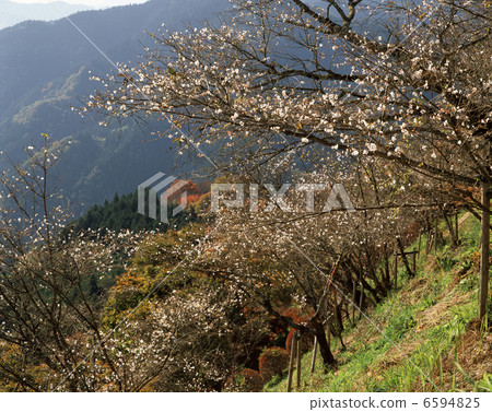 Winter cherry tree Winter cherry tree 6594825