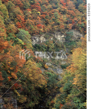 秋葉青川谷 6594859